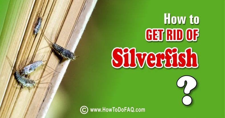 How to Get Rid of Silverfish 1